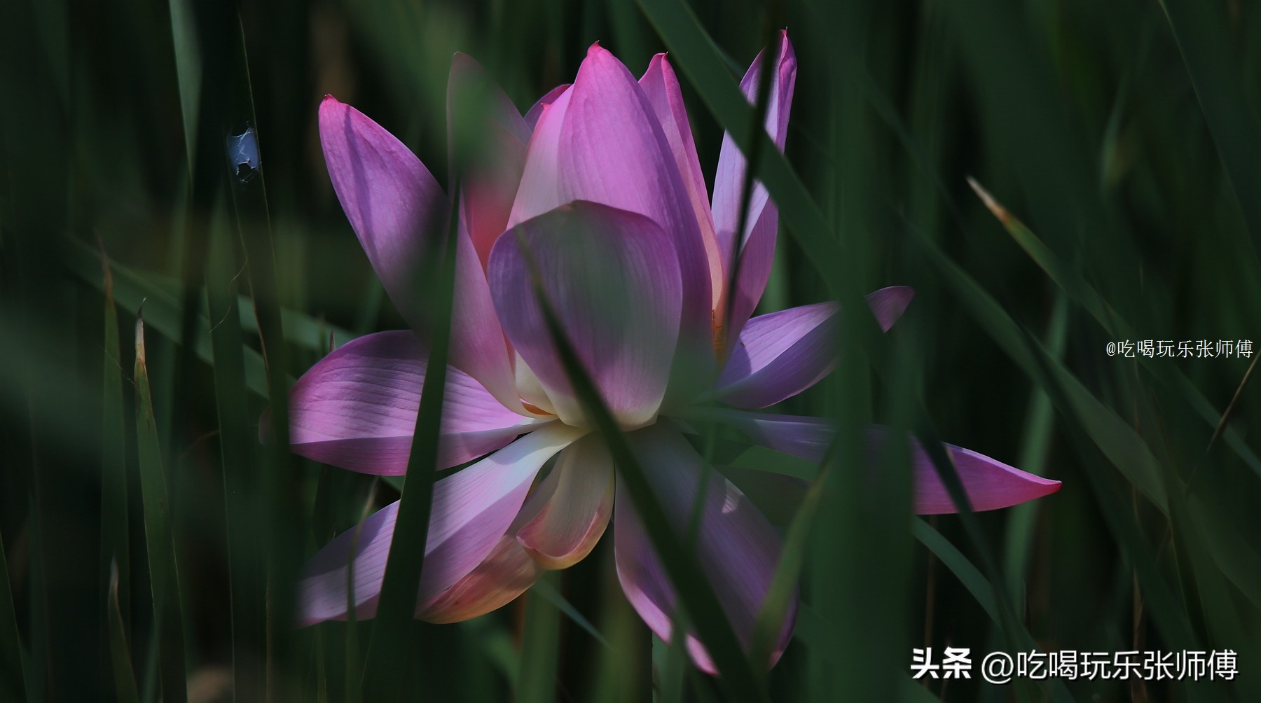 夜幕下哈尔滨大剧院高清大图,哈尔滨大剧院的冰雪与光影