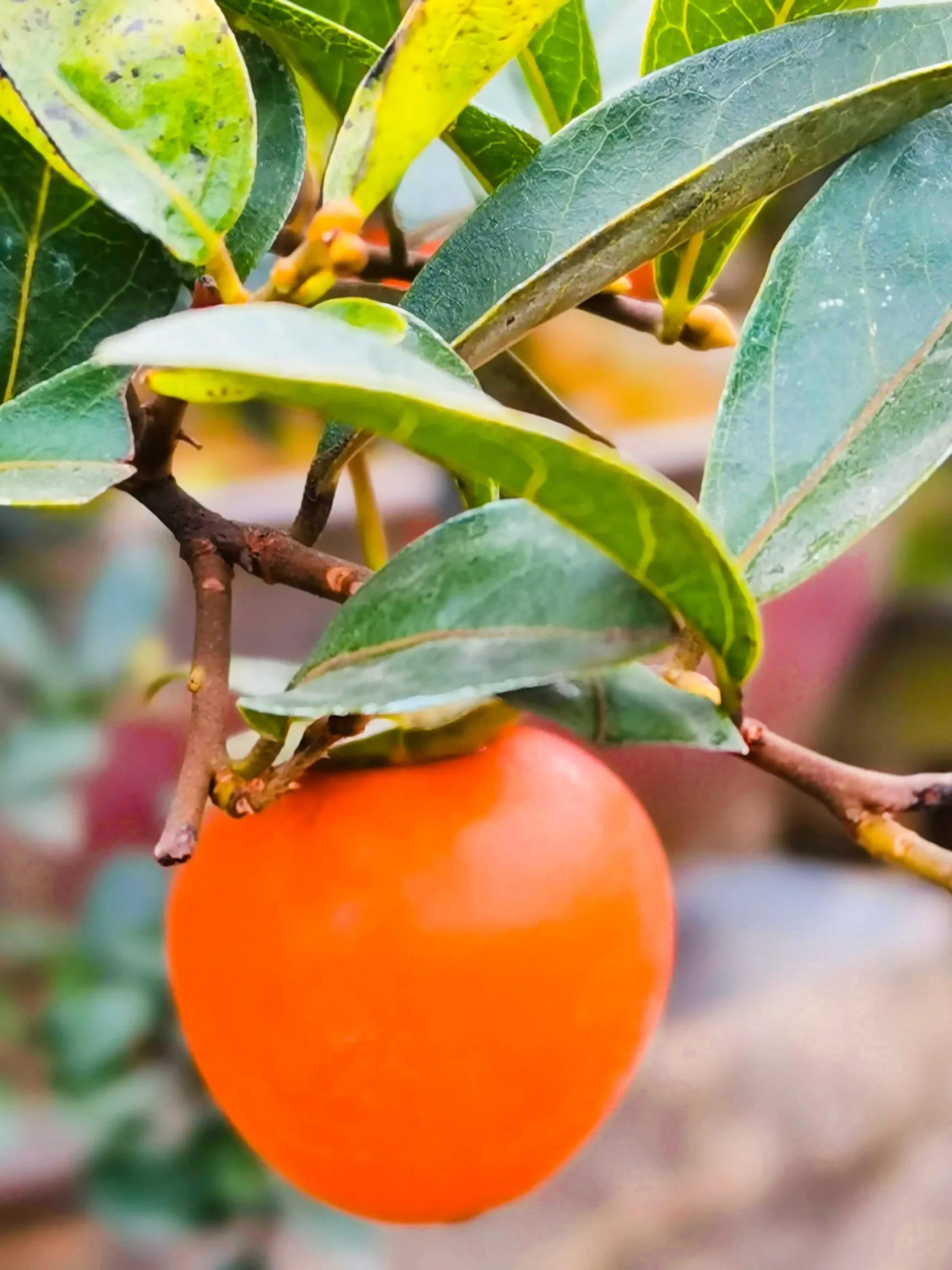 阴雨雾霾天逛月亮湾花市，郁闷不见了，心情舒朗愉悦