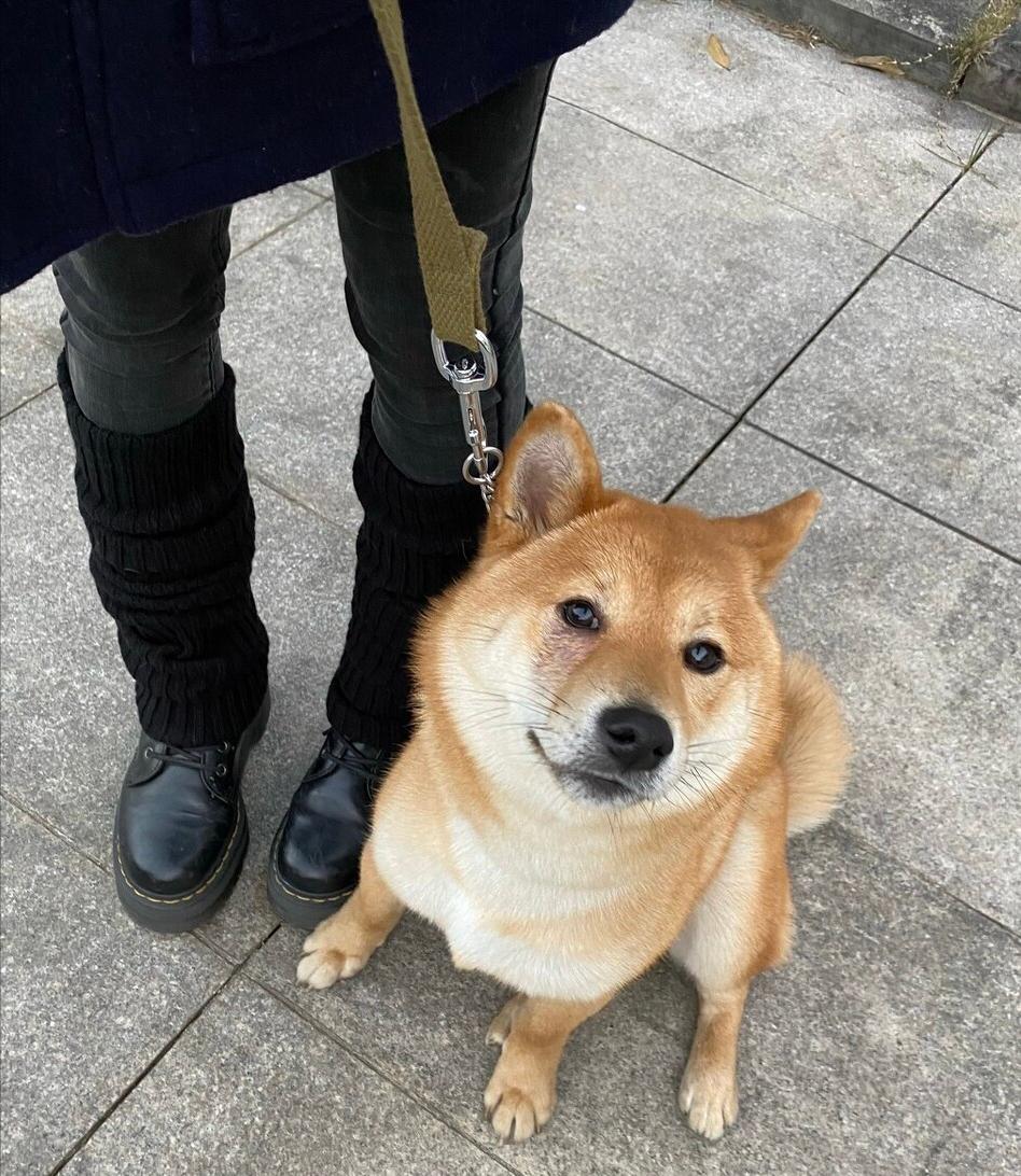 柴犬幼犬挑食不吃狗粮只吃火腿肠,柴犬挑食不吃蔬菜