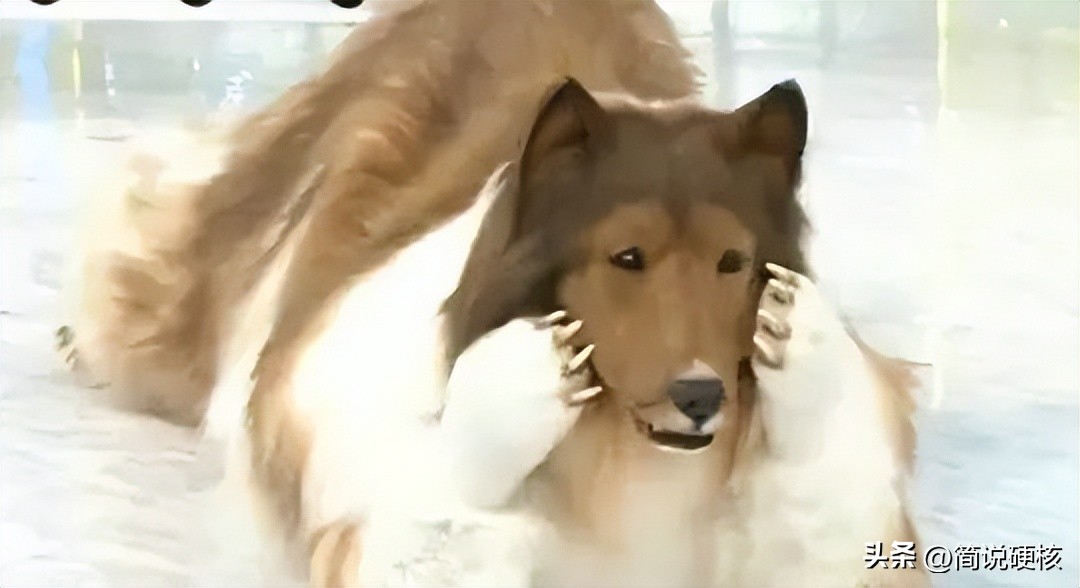 日本男子花200万变狗还会说话吗,日本男子花200万变狗后能说话吗