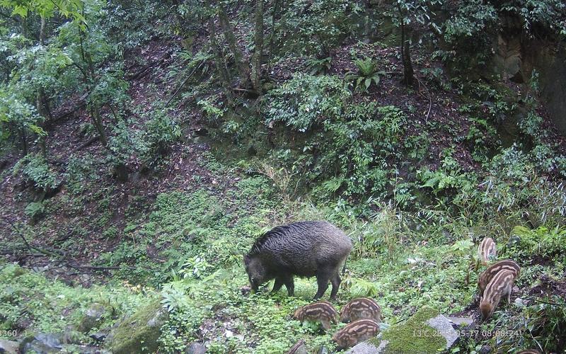 村民夜钓疑被当成野猪,江西夜钓被当野猪打