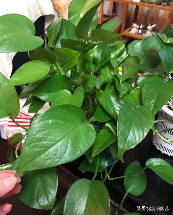 植物净化甲醛有用吗,植物吸甲醛是真的吗