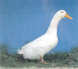 北京有什么好吃的特产,北京特产有哪些好吃能带走的