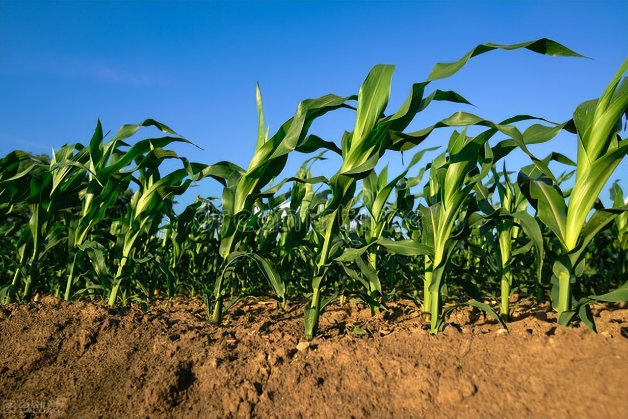 承包100亩地，出门打工，一年同样能挣10万元，你会如何选择