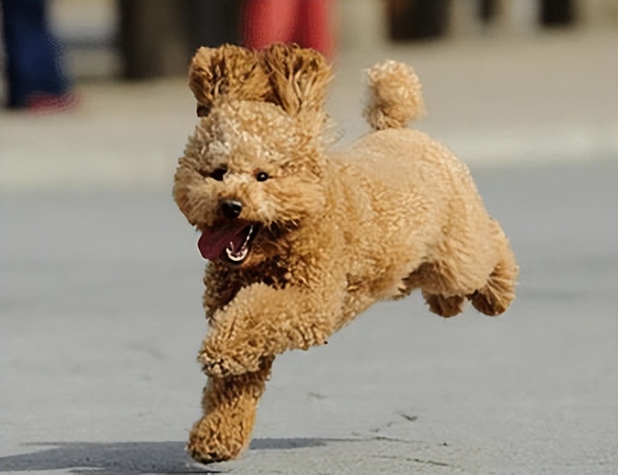 泰迪防止细小的方法,泰迪注意什么不容易生病