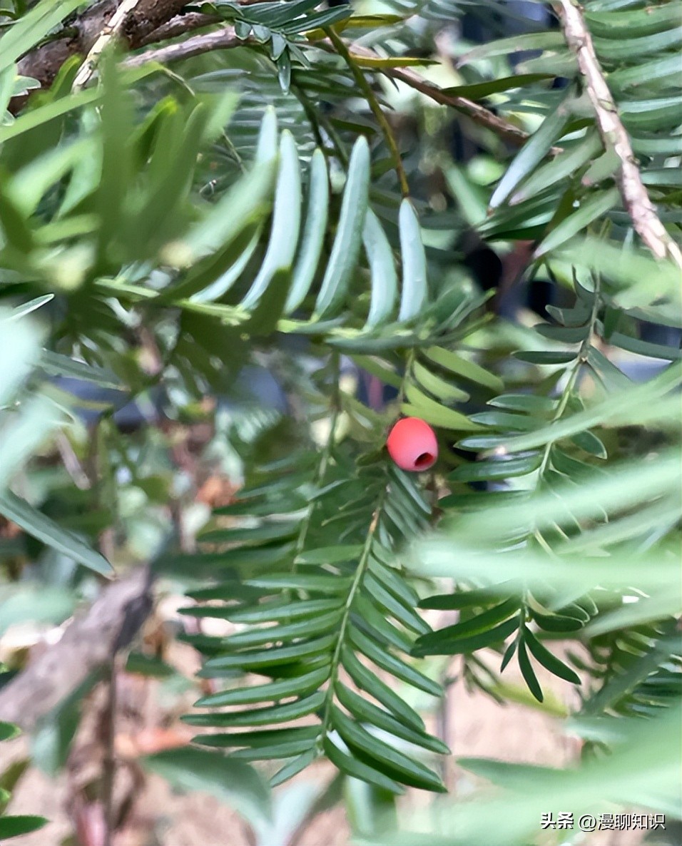 红豆杉的哪些细胞合成紫杉醇,红豆杉中控制紫杉醇形成的结构