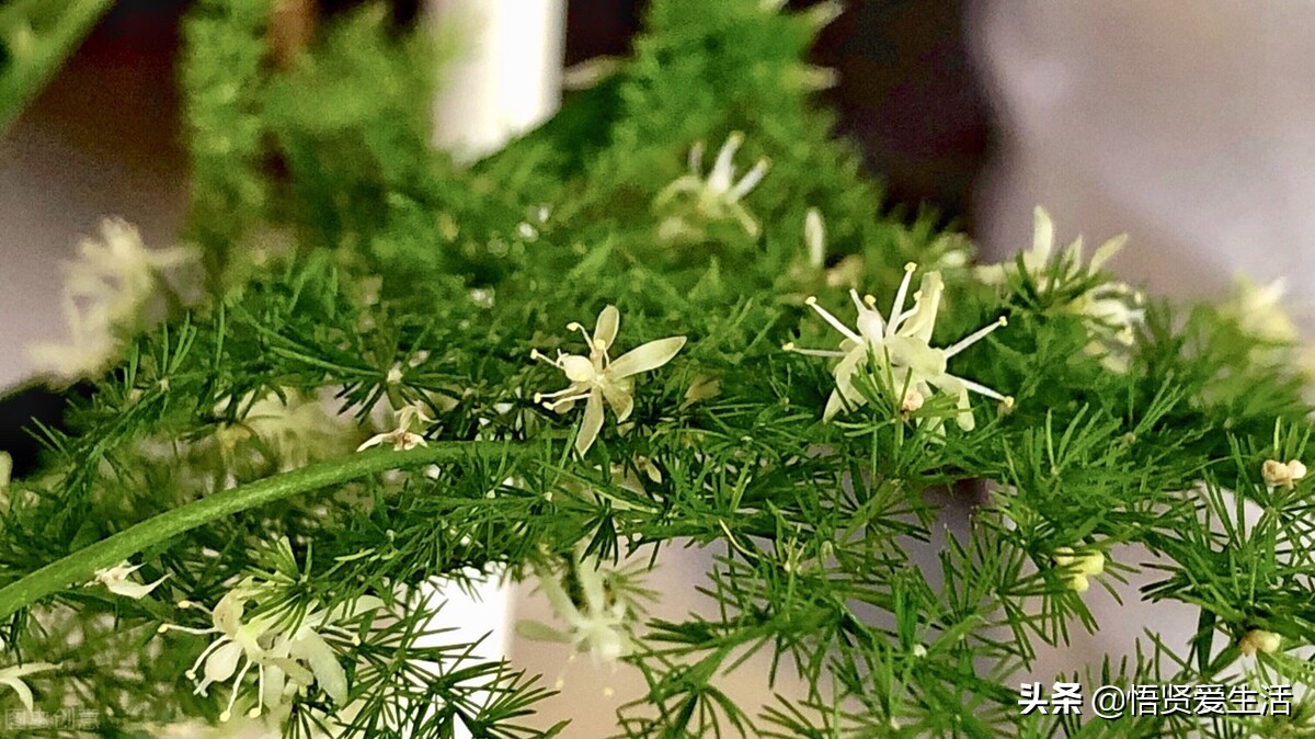 让文竹快速发芽的小方法,想让文竹长得粗壮怎么办