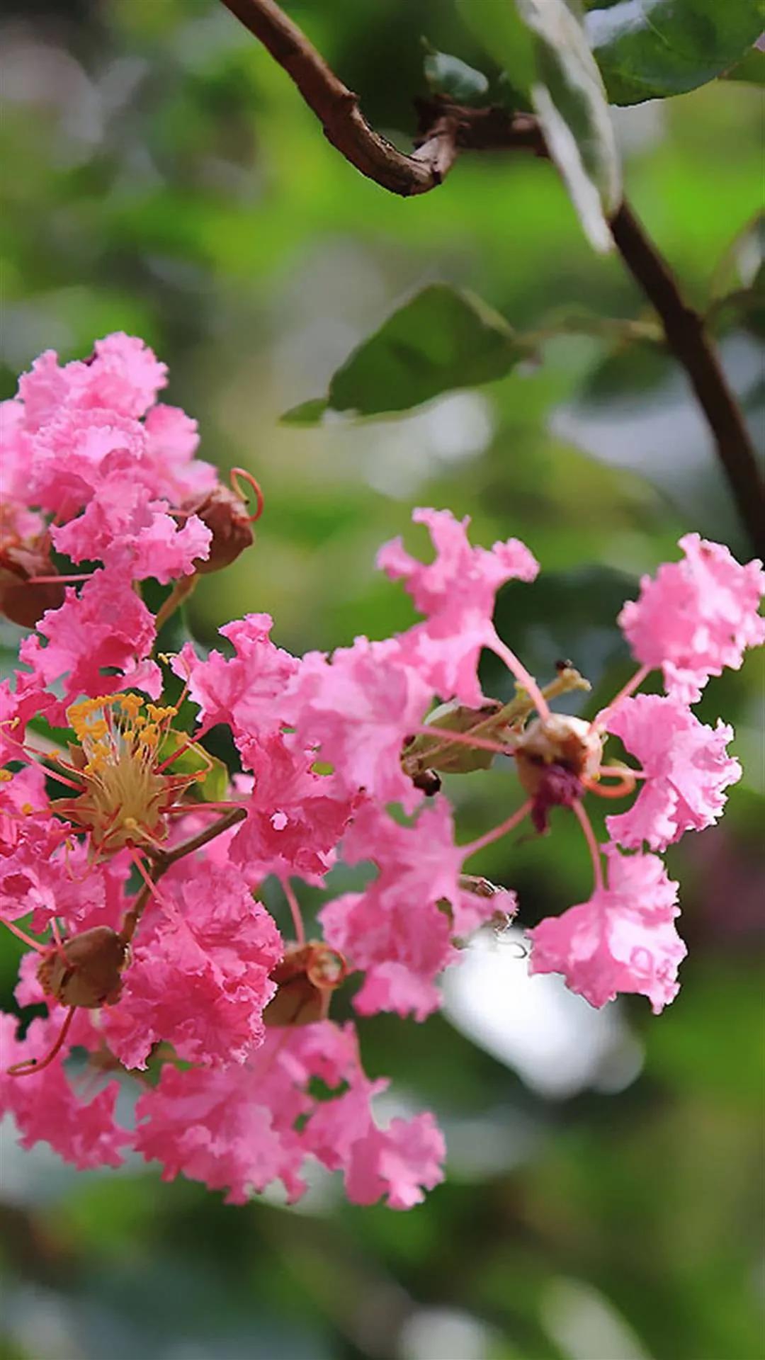 紫薇花壁纸高清全屏,唯美紫壁纸