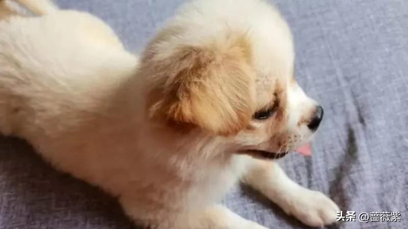 人力总监面试技巧,人力总监实战视频