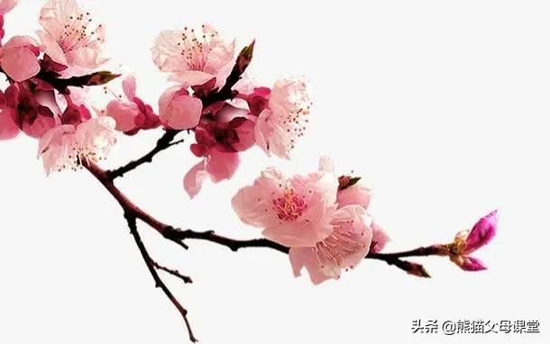 聆听花语盆景直播,聆听花语的声音