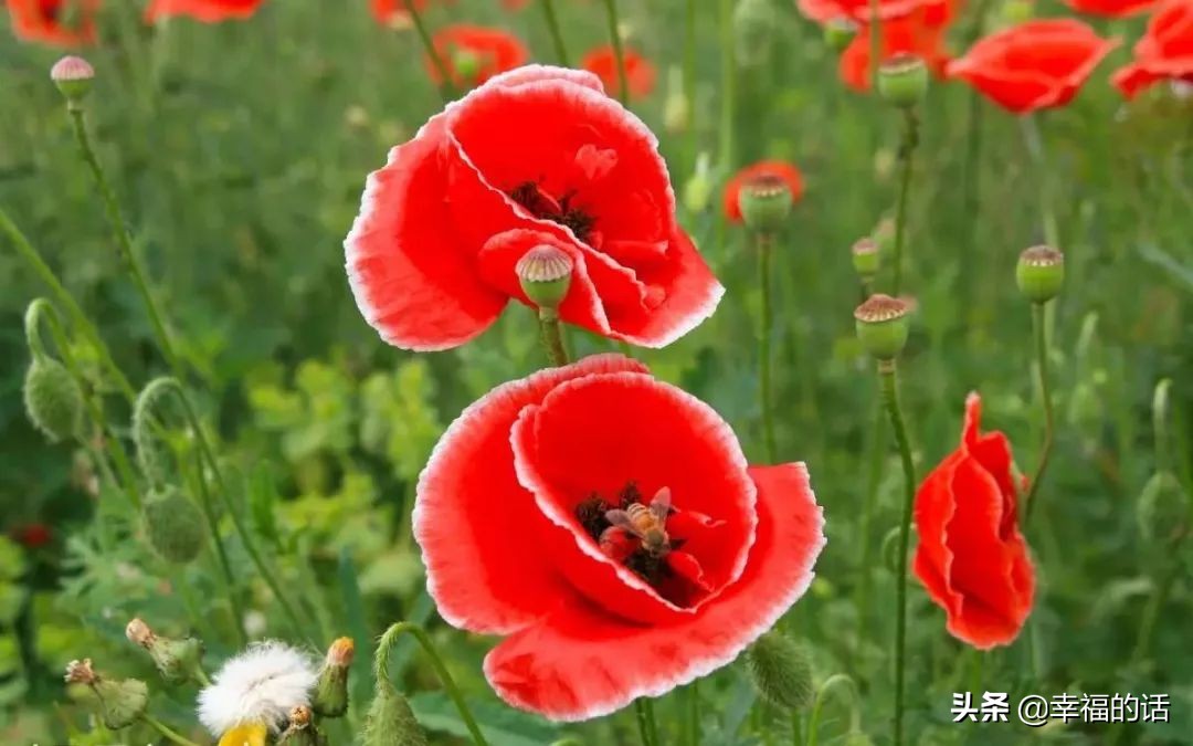 英国国花世界各国的国花,各种国家的国花大全