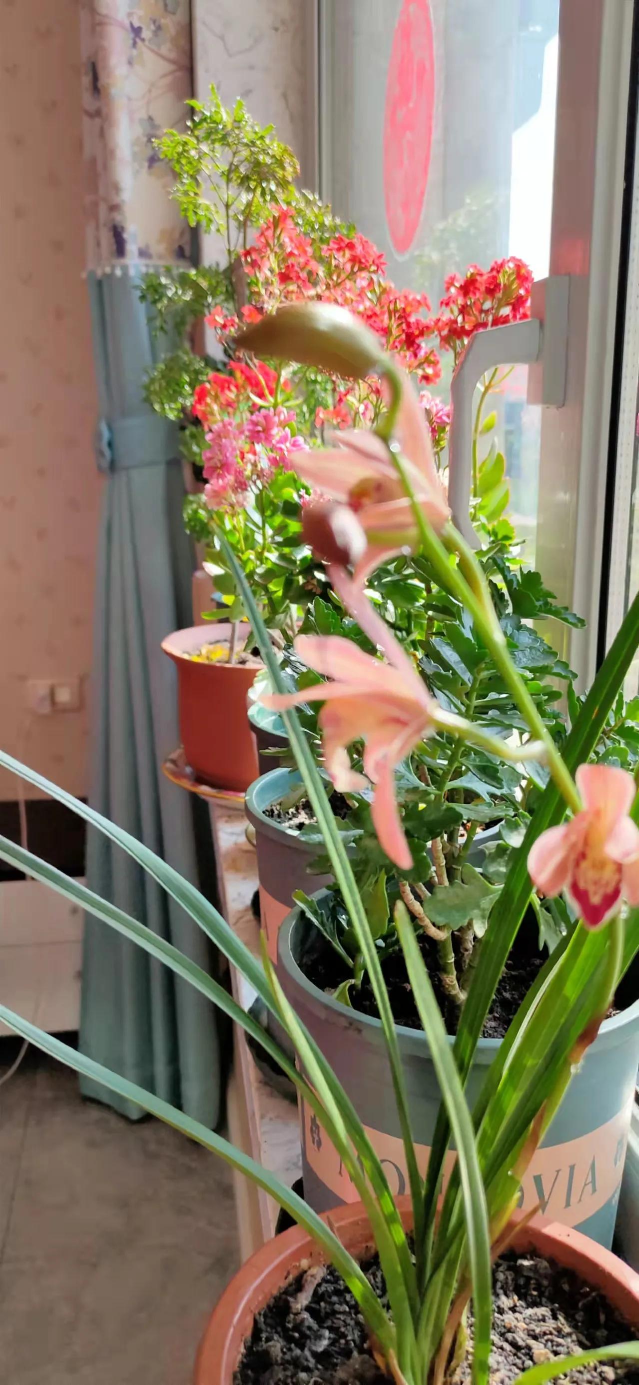 疫情期间家族群大比拼