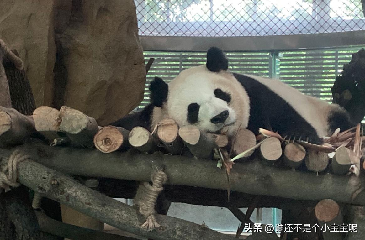 每天认识一只大熊猫和花,每天认识一支大熊猫