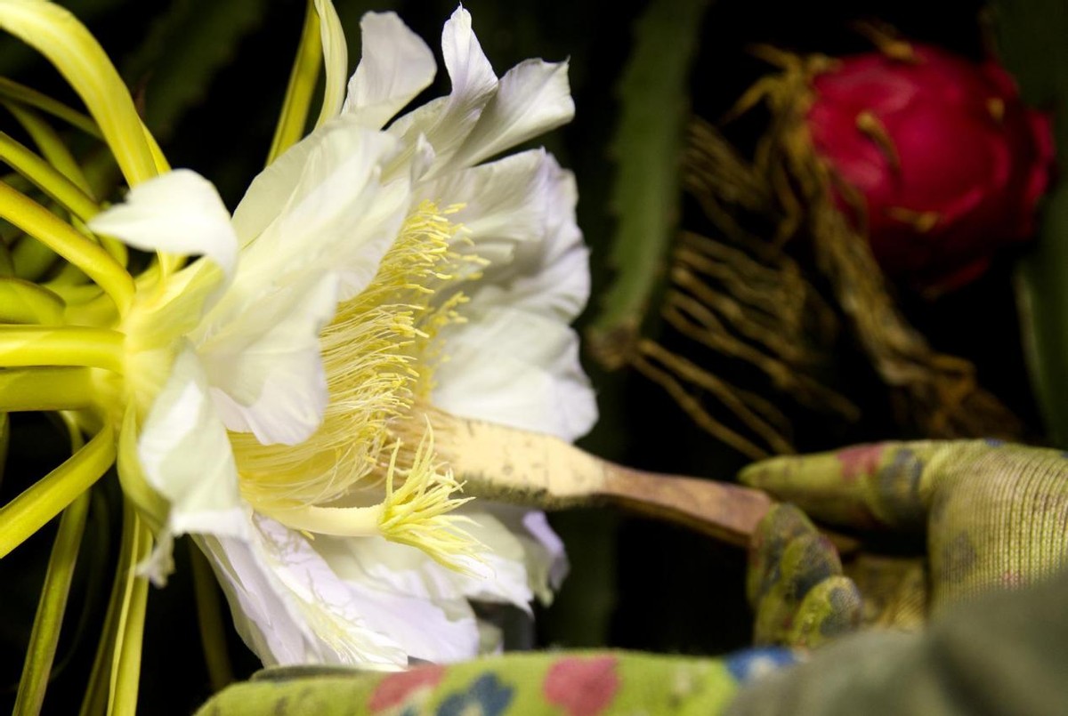 火龙果的种植条件和管理技术,火龙果的种植方法及注意事项