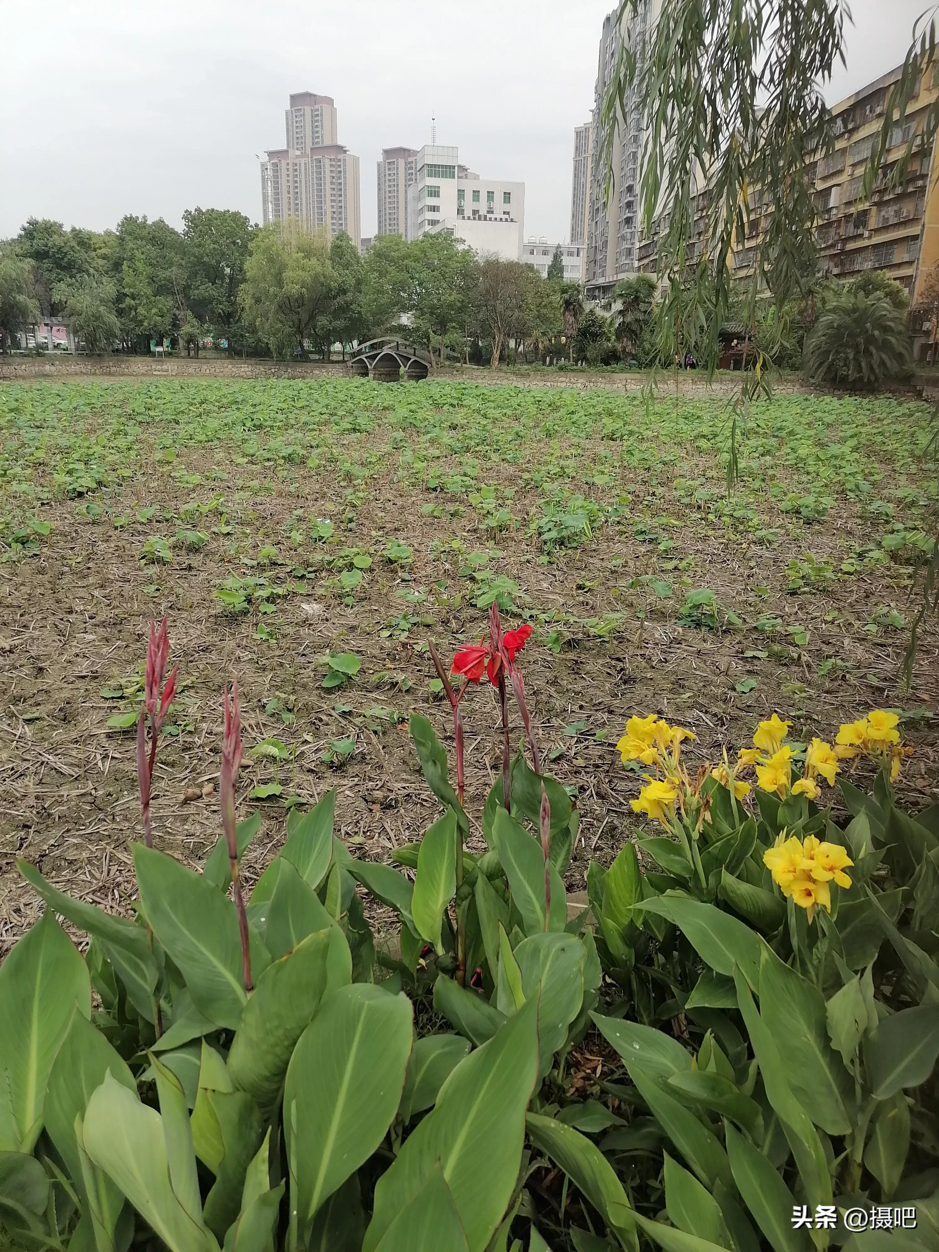 特大新鲜粽叶,大粽叶长在什么地方