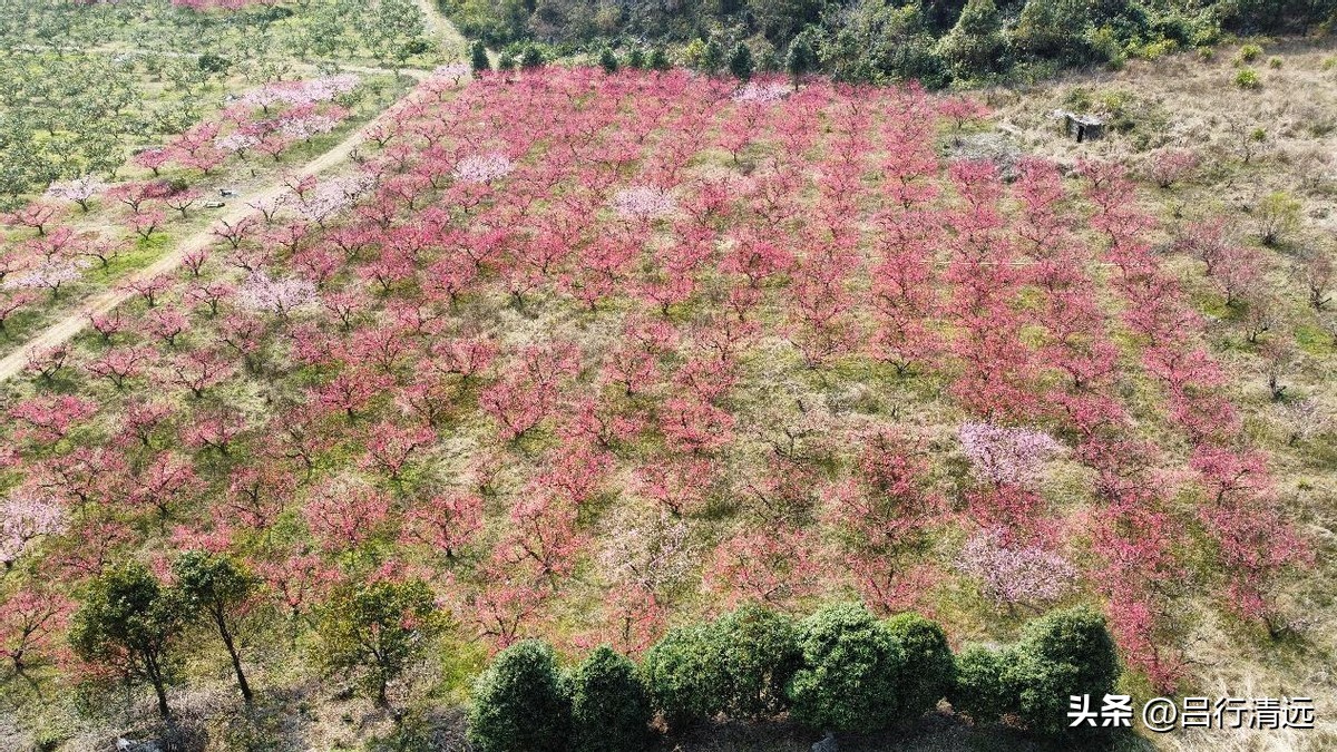 清远哪里有桃花树,广东清远阳山桃花源