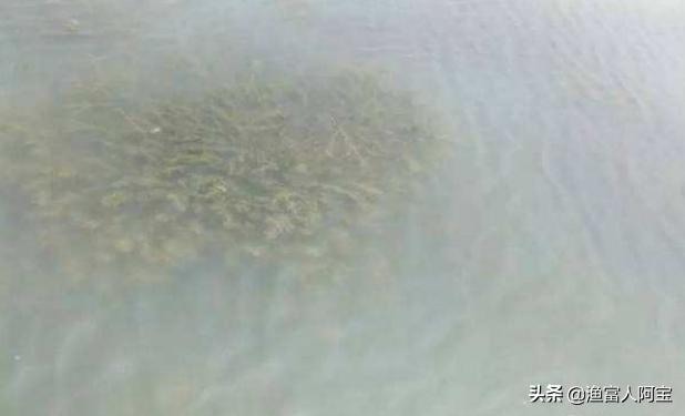 龙虾塘草头有青苔怎么处理,龙虾塘蒲草怎么处理