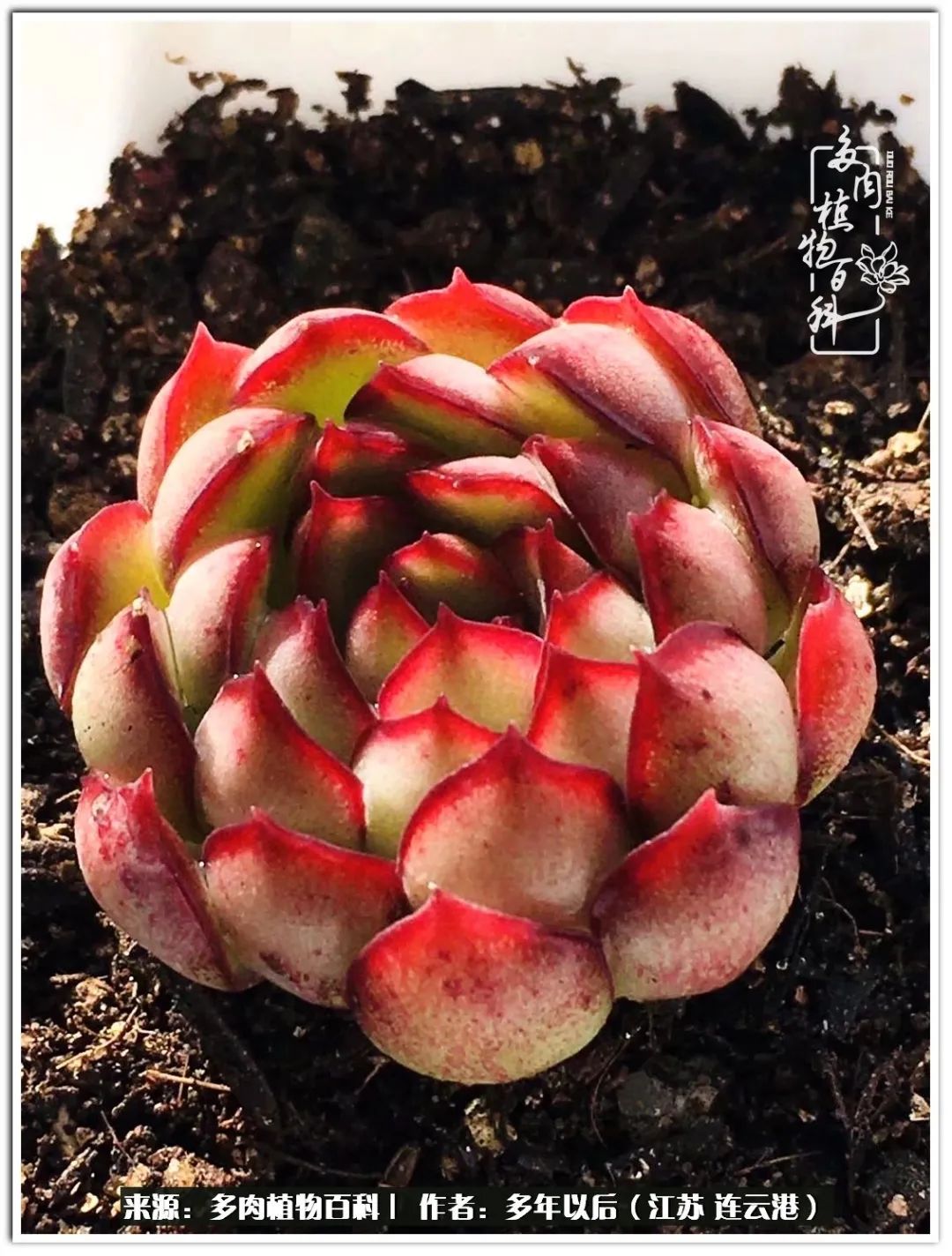 我若不弃，愿你不负我所期