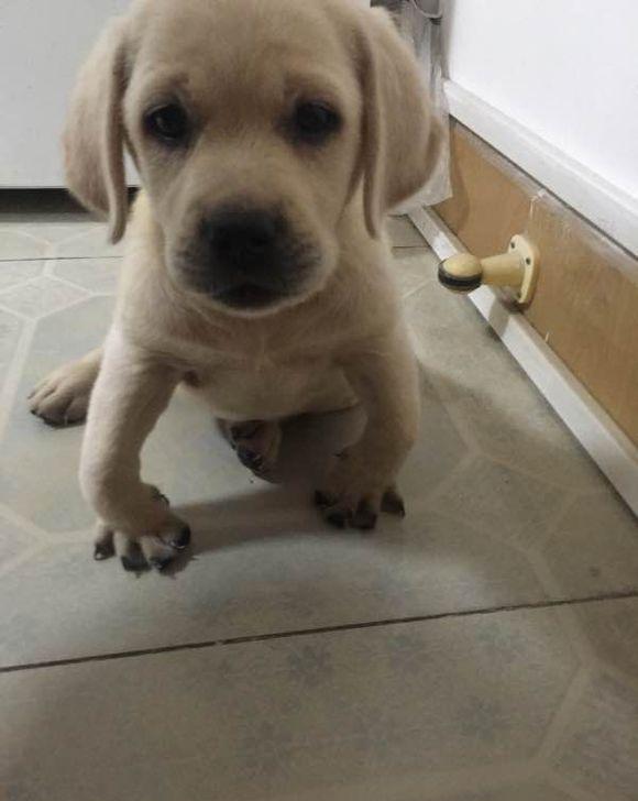 狗狗疼痛时的12个表现,狗狗疼痛的10个表现