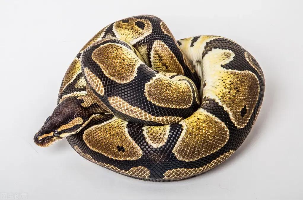 家蛇为何不能打死,家蛇为啥不能打