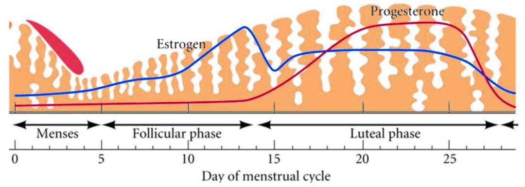 子宫内膜与妊娠,子宫内膜避孕器取出手术需要多久