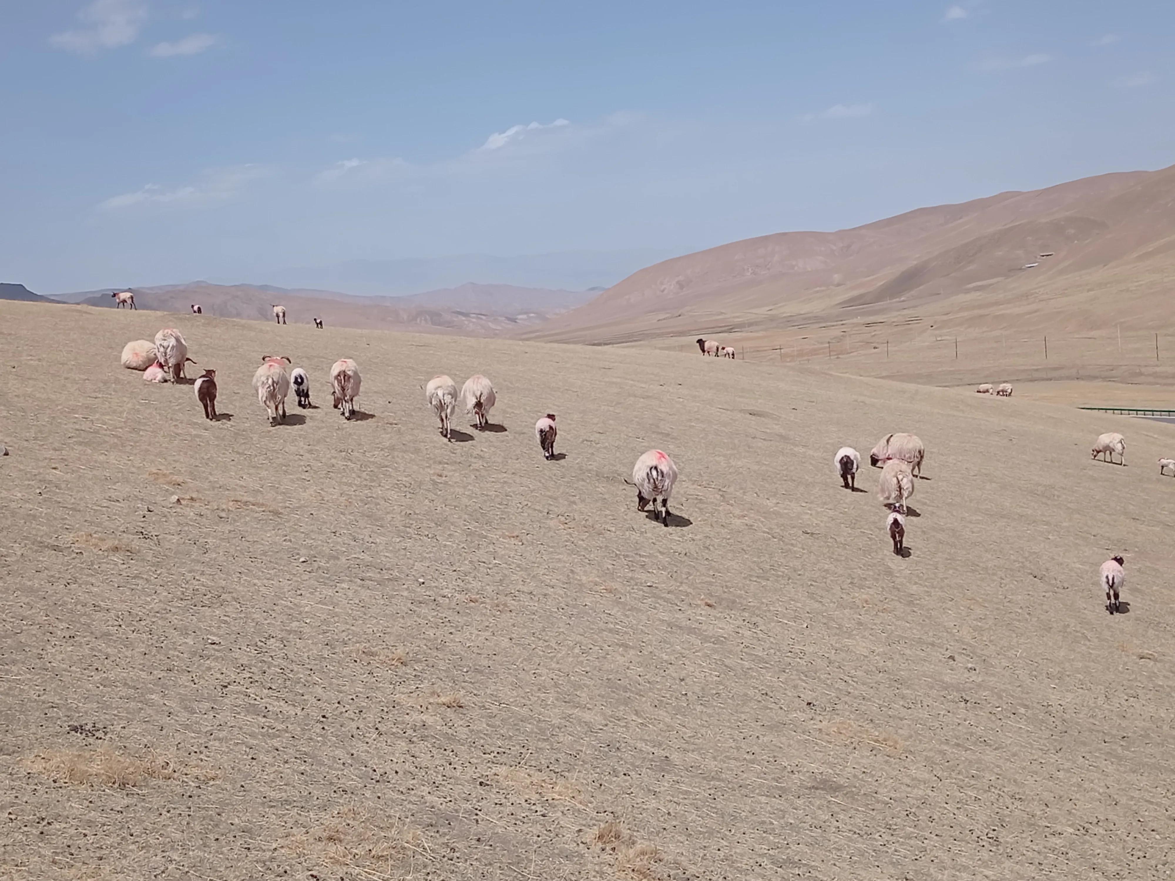 10个养羊技巧养殖3年也摸索不出来,养羊养殖成本及注意事项