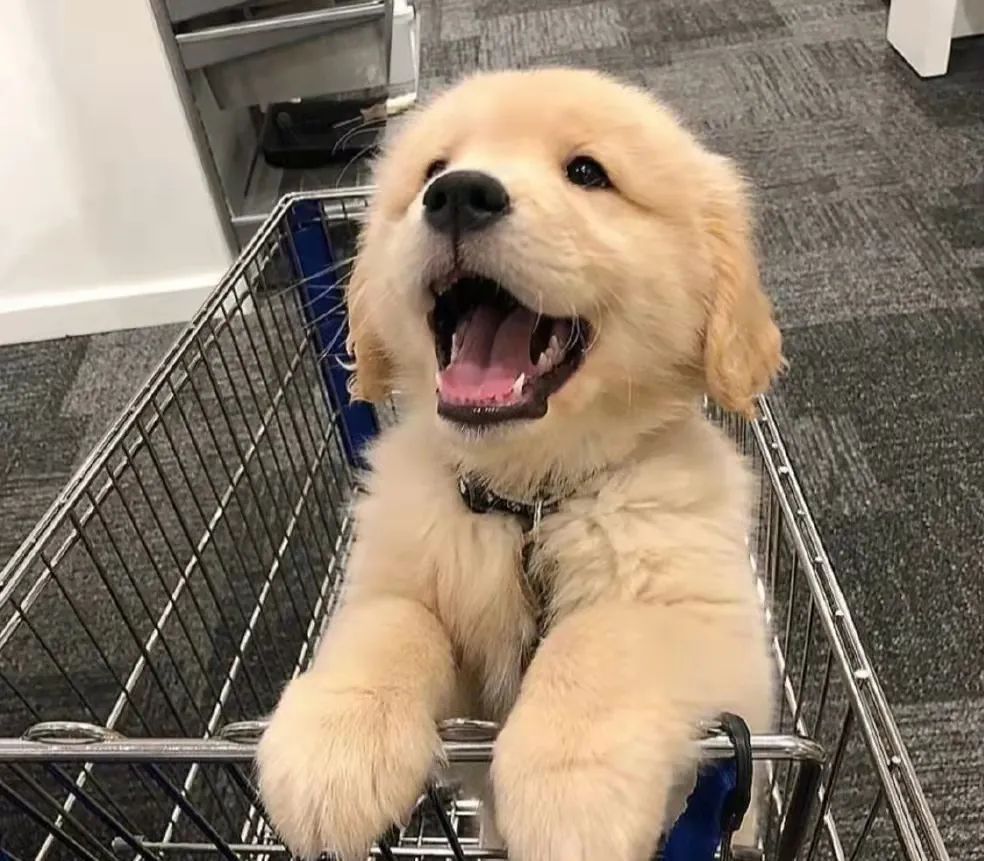 2个月幼犬细小有什么症状？犬细小病毒是怎么引起的？