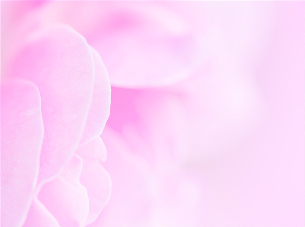 玫瑰花ins高级质感背景图,玫瑰花背景图高清图