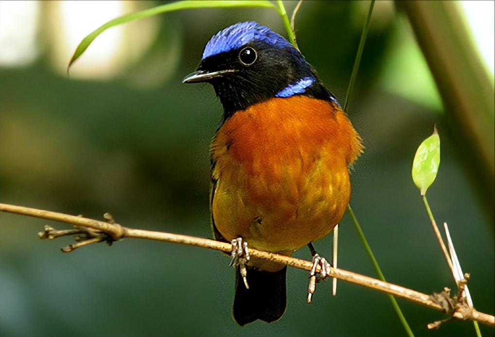 50张最佳鸟类摄影作品,鸟儿大全大图