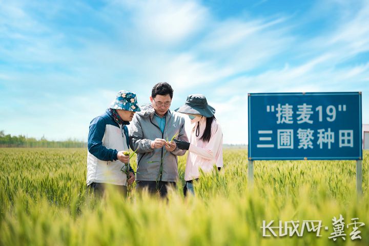 关于盐碱地特色农业的工作信息,盐碱地治理乡村振兴发展的新模式