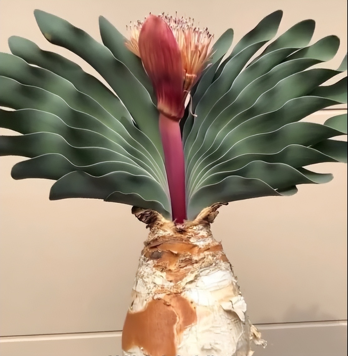 8种多肉太上头，外形独特又可爱，让人直呼太有趣了