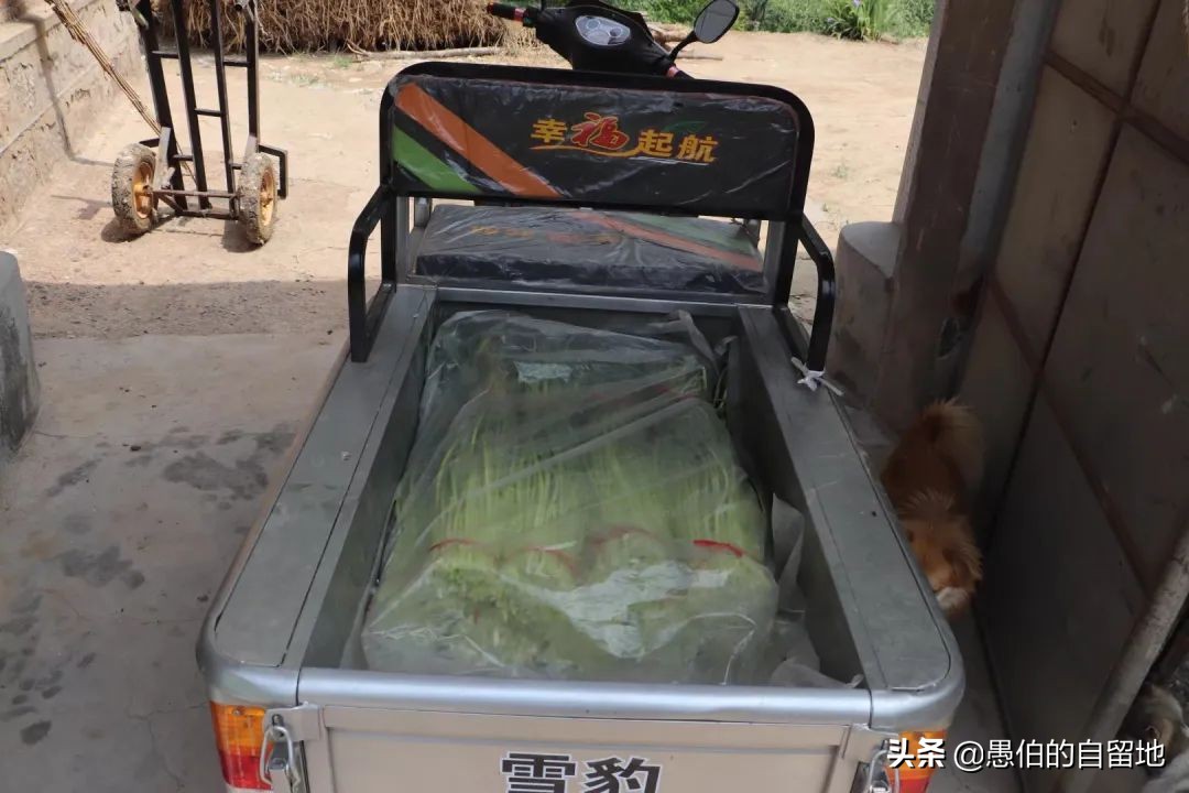 五一快到了农村拔蒜苔,五一劳动节收蒜苔