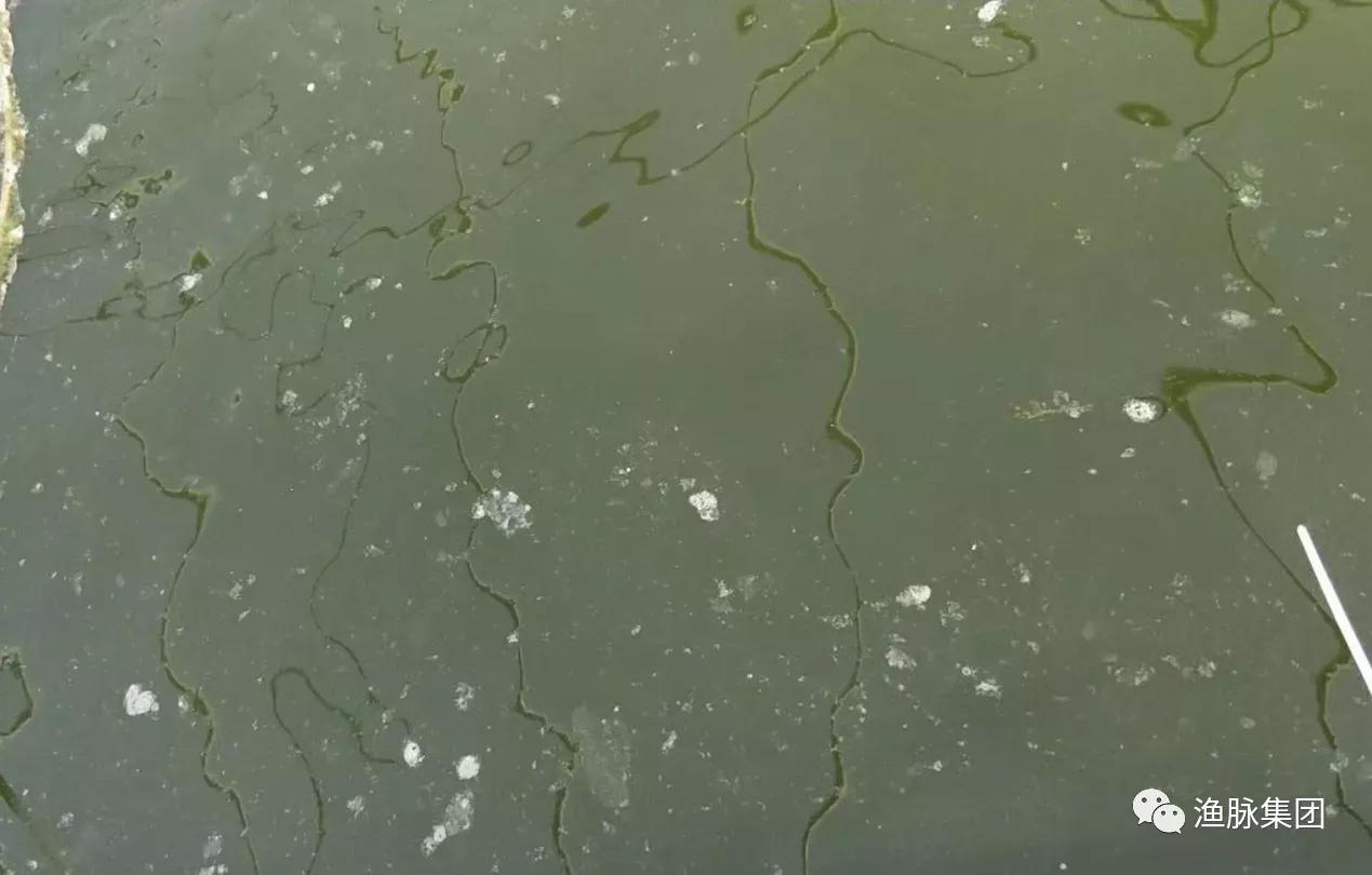 塘底死藻怎么分解,塘口倒藻
