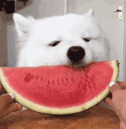 吃瓜群众表情包组成教程,一只安静的吃瓜群众表情包