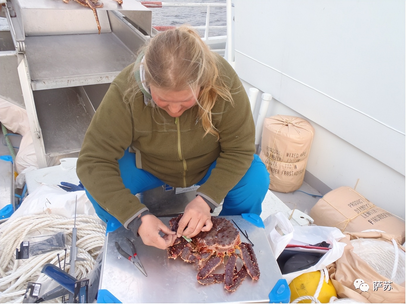 挪威被帝王蟹入侵,挪威入侵