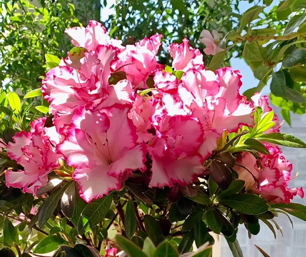 养花什么花是喜酸的,喜酸的花怎么养