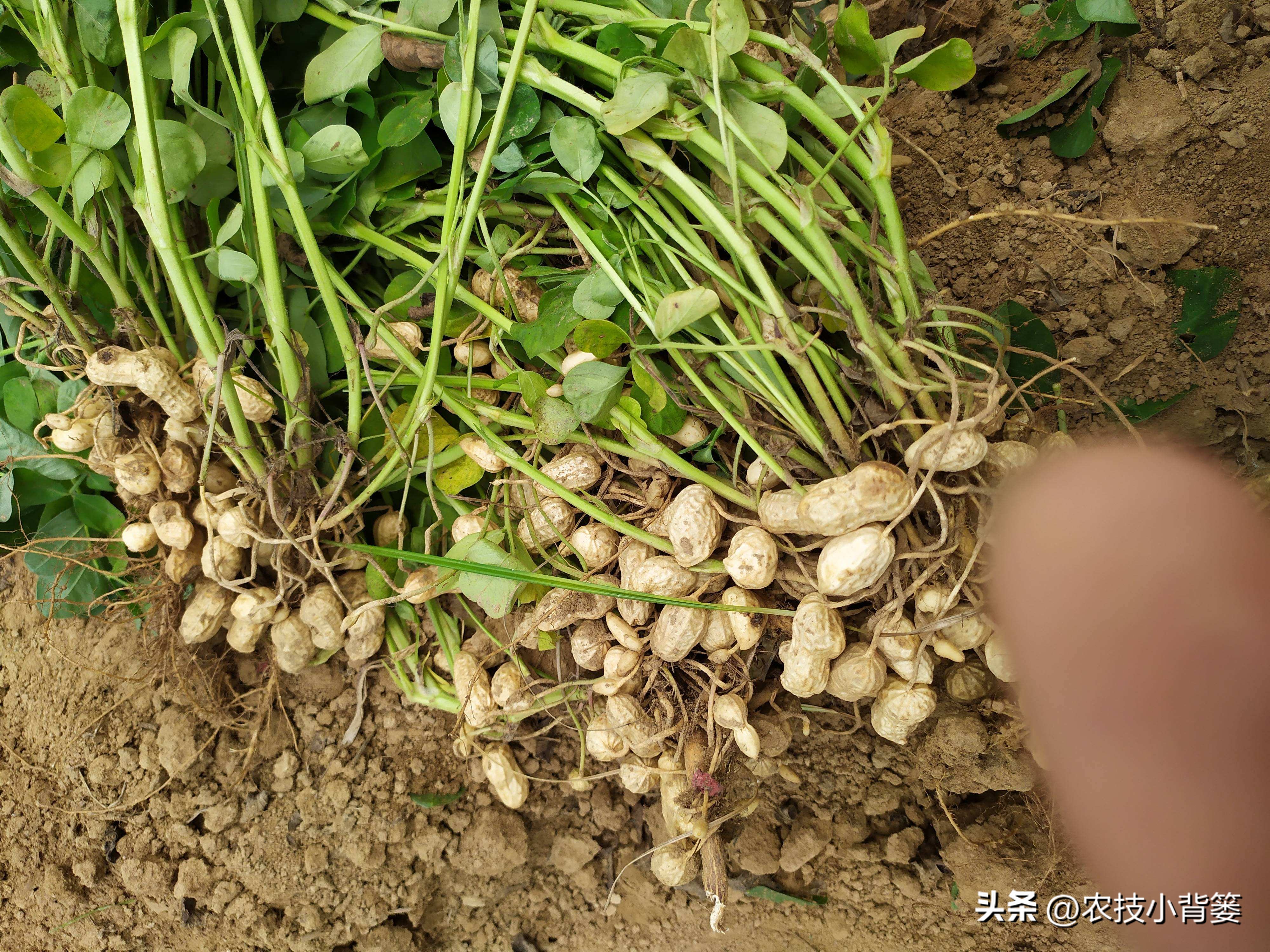 怎样解决花生空壳问题,花生空壳原因及防治方法