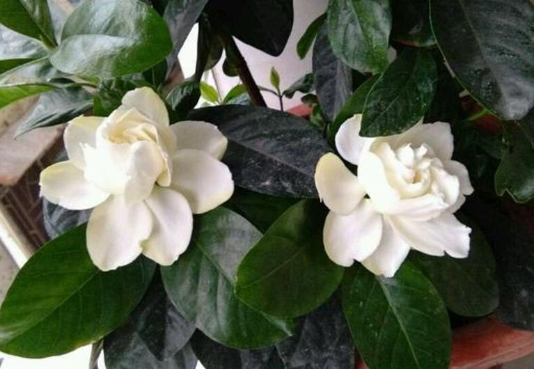 名贵的花卉就一定难养吗,花市的花怎么养得那么好