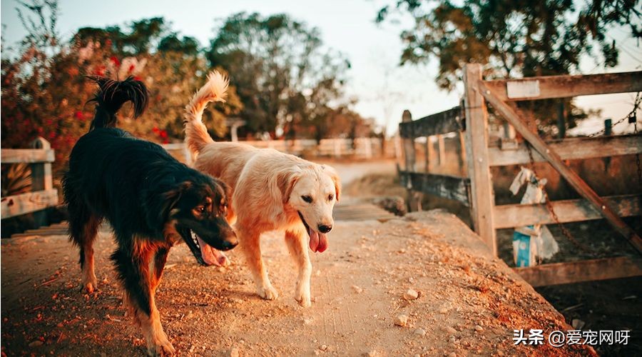 白色像泰迪一样的狗狗是什么品种,如何区分常见狗狗品种