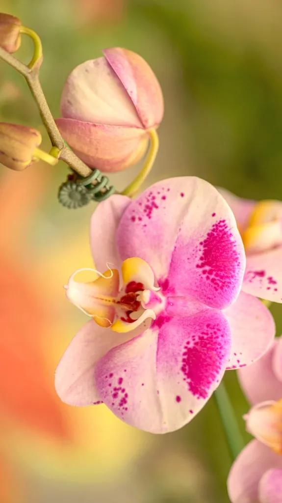 兰花原创图片,兰花品种大全