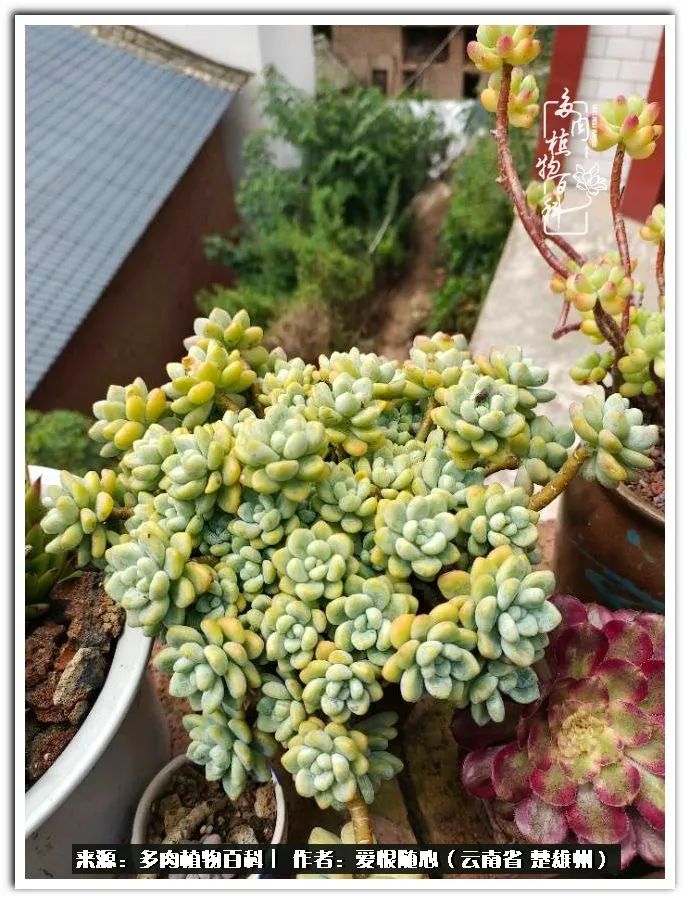 用心种好每一棵多肉,每一棵多肉都是独一无二的