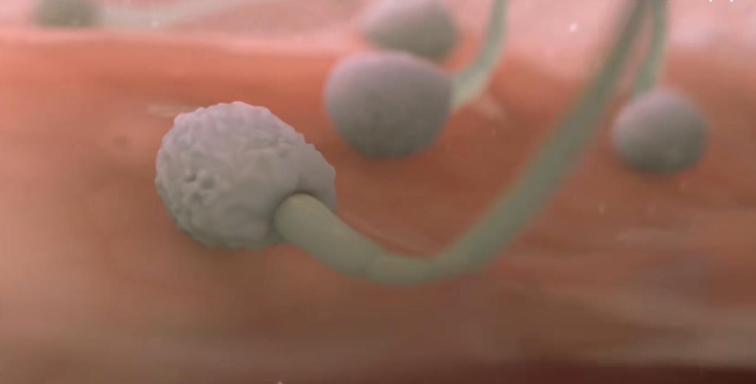 精子进入人体1小时变化,精子进入人体24小时变化