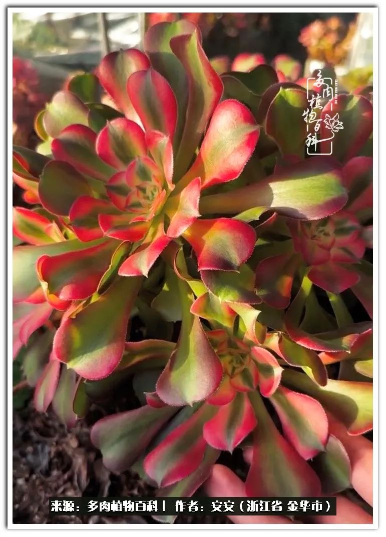 多肉法师花卉品种大全,多肉法师为什么叫法师