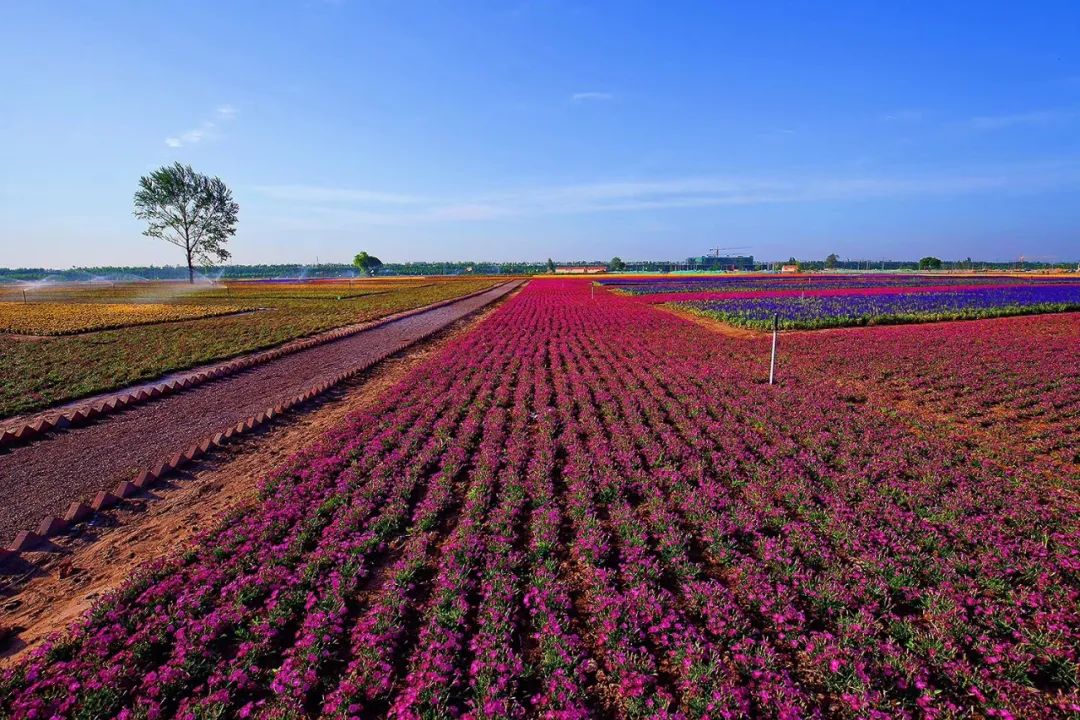 沂蒙乡村振兴学习感悟,乡村振兴看沂蒙专题