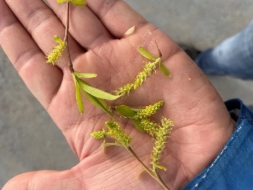 12月份园林绿化养护工作重点,元月份园林养护重点工作