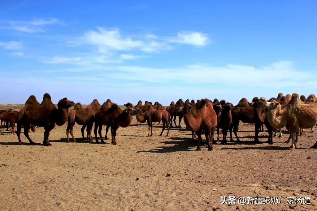 牧民如何辨认骆驼,牧民心中的最美风景牦牛