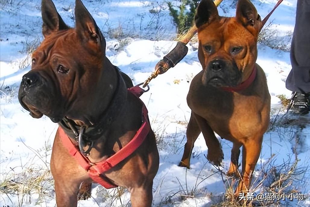 猎犬之王川东猎犬,川东猎犬中国猎犬排第一名的犬