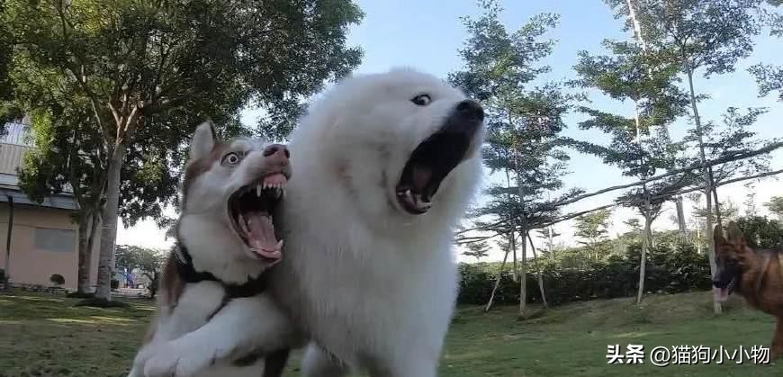 萨摩耶和哈士奇在一起会怎么样,萨摩耶跟哈士奇对比