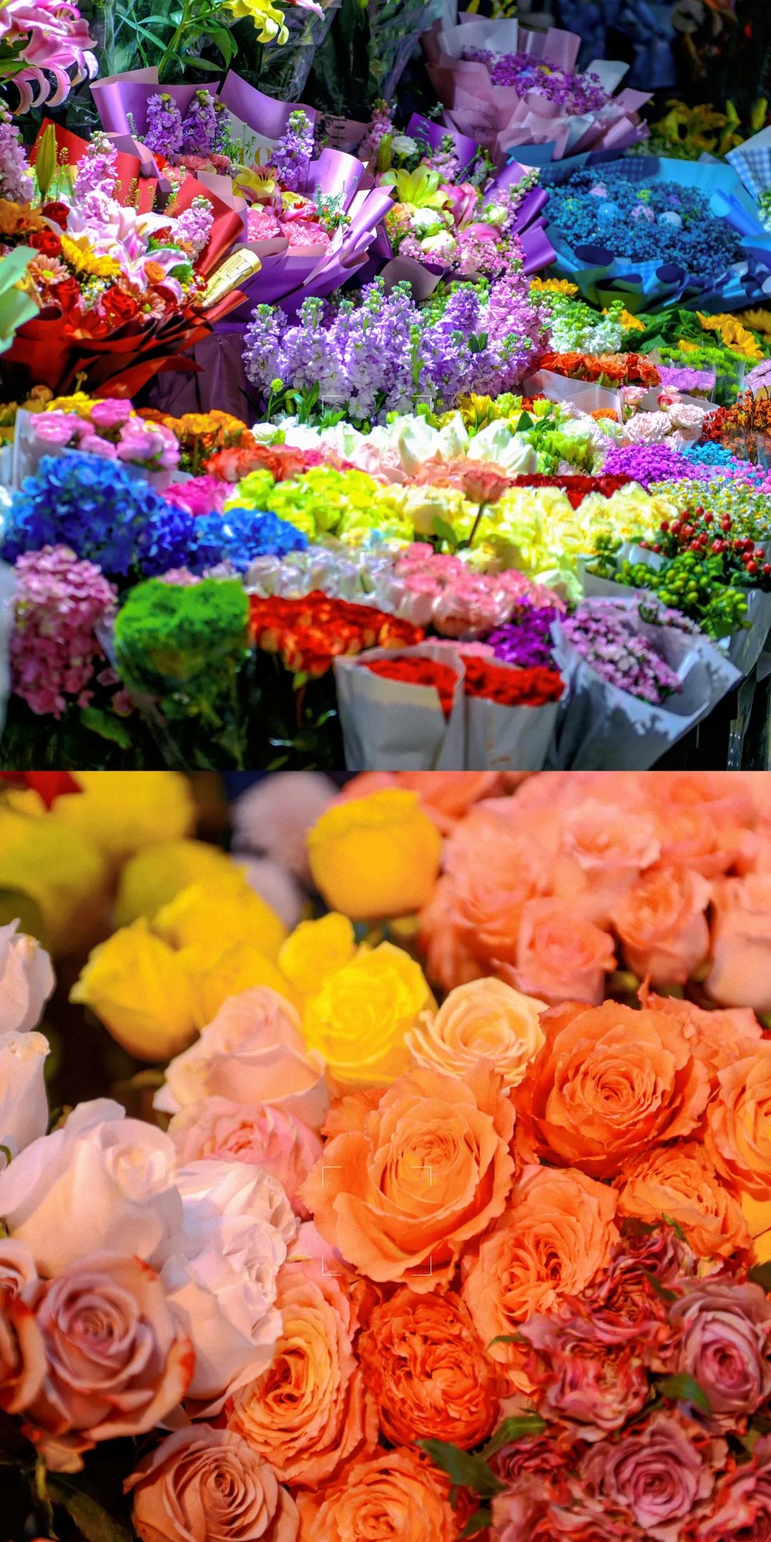 雨雪天气,来济南这些宝藏花市再合适不过了!快去把春天的浪漫抱回家吧!