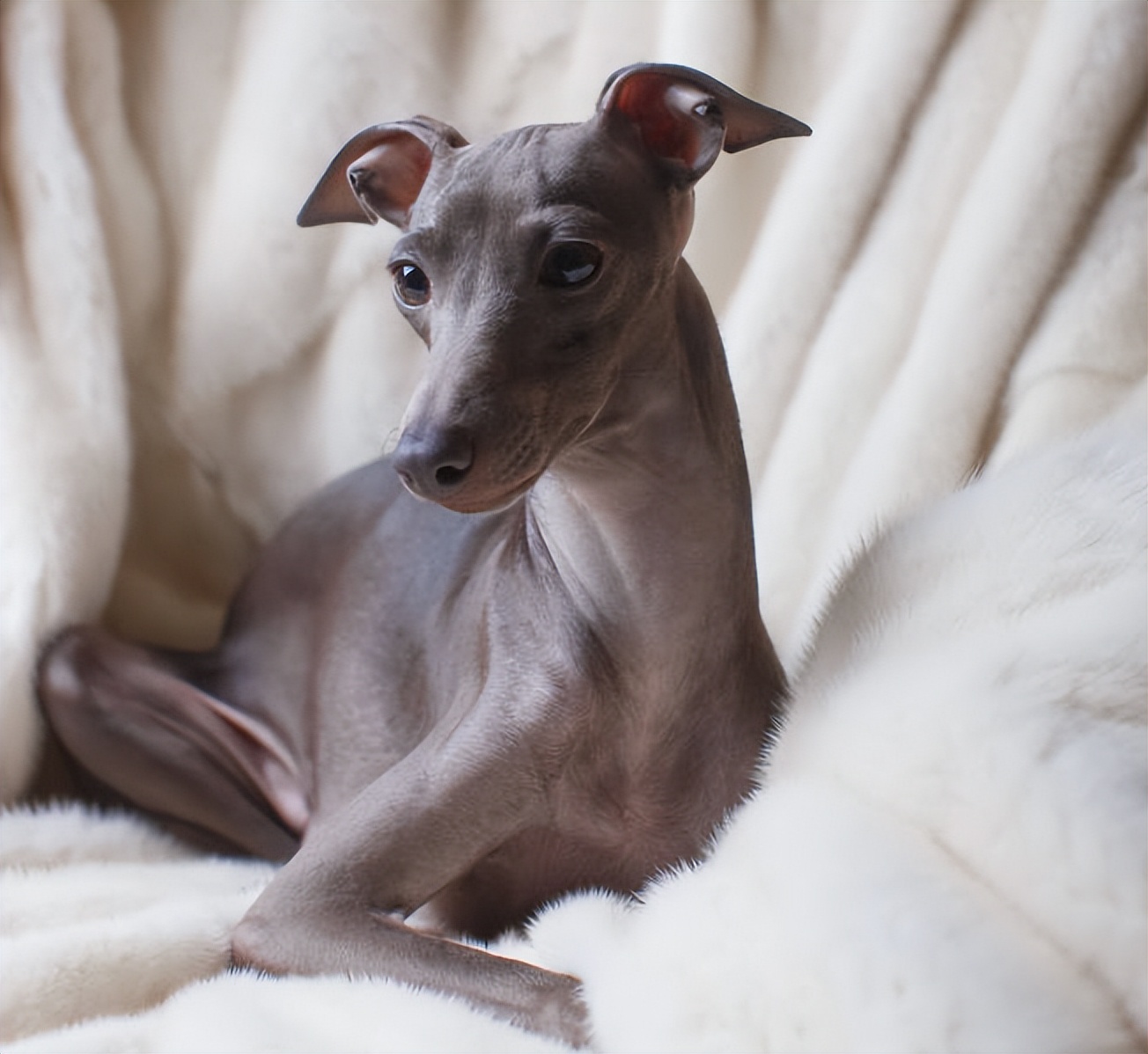 灵缇犬的性格有哪些,像猫一样的狗